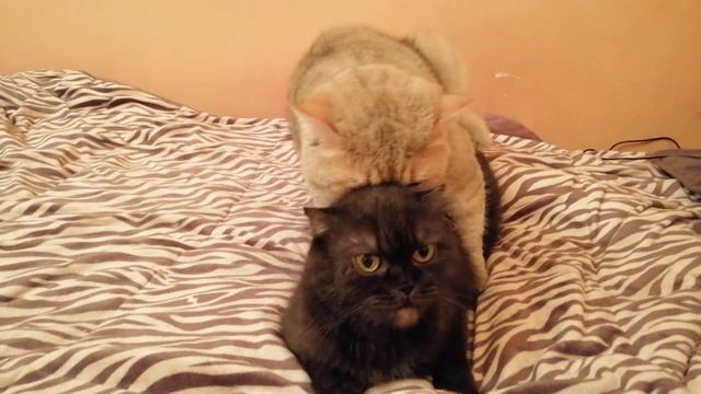 Кот шиншилла,вот что значит лишний вес))) Спаривание смотреть онлайн