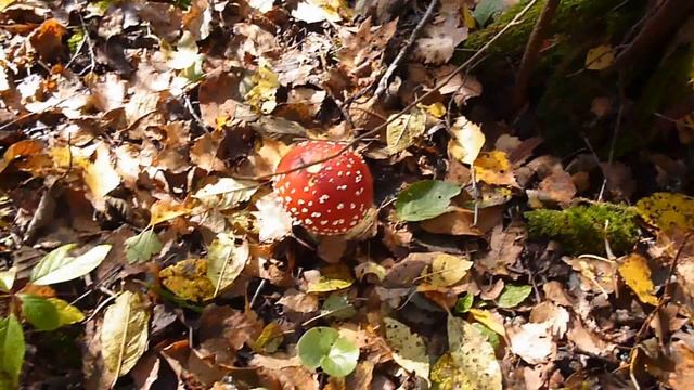 Палочка-выручалочка чёрный груздь . смотреть онлайн
