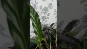 Калатея Руфибарба