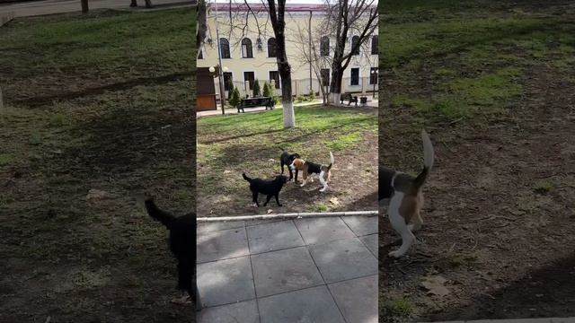 Собачья жизнь или как там ее смотреть онлайн