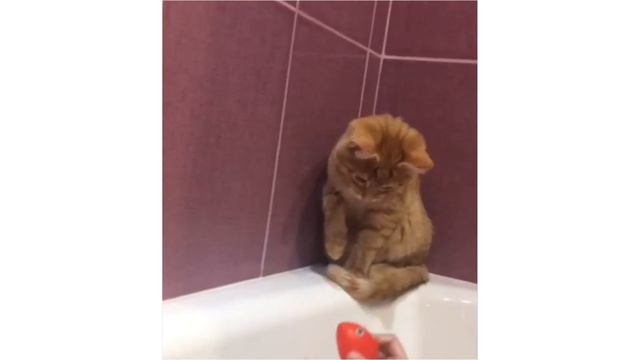 Как наша кошка в ванной красную рыбу ловила 😂 — смеялись до слёз смотреть онлайн