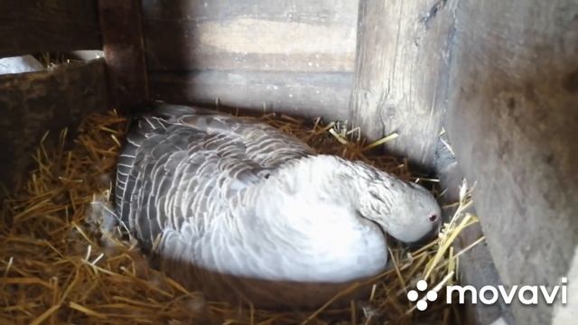 ГУСИ НА ГНЕЗДЕ! ГУСИНЫЕ БОИ! КУРЫ КВОКЧУТ! смотреть онлайн