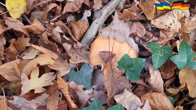 Закрываем грибной сезон 2022. Украинцы в Германии. смотреть онлайн