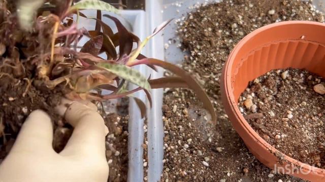 Scilla Violacea (Ledebouria Socialis)Пересадка и зимние Проблемы