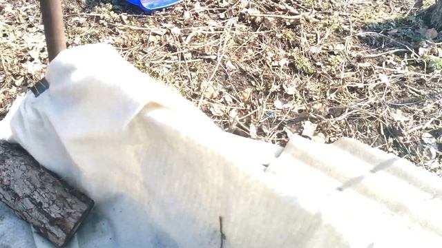 Когда открывать виноград? Не погрызли ли мыши? смотреть онлайн