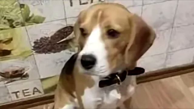 Этого щенка решили усыпить из за того, что он слегка прихрамывает! смотреть онлайн