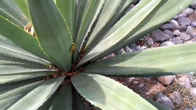 Caribbean Gave, Century Plant, Maguey, Narrow Leaved century plant смотреть онлайн