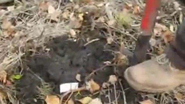 Укоренение однолетнего отростка винограда в грунте смотреть онлайн