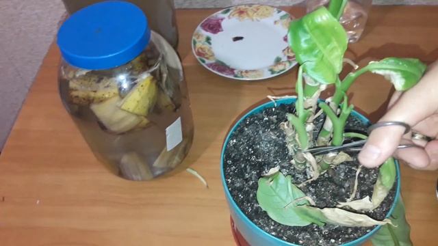 Натуральное домашнее удобрение для комнатных растений. смотреть онлайн