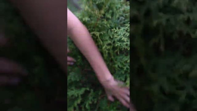 ОБЯЗАТЕЛЬНО СДЕЛАЙТЕ ЭТО С ХВОЙНЫМИ РАСТЕНИЯМИ смотреть онлайн