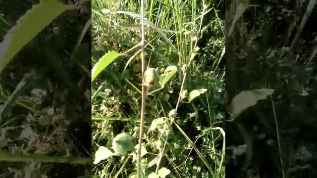 Птицы пустыни ждут, пока кнопка щелкнет. смотреть онлайн