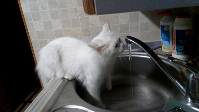 Сегодня клёво не будет смотреть онлайн