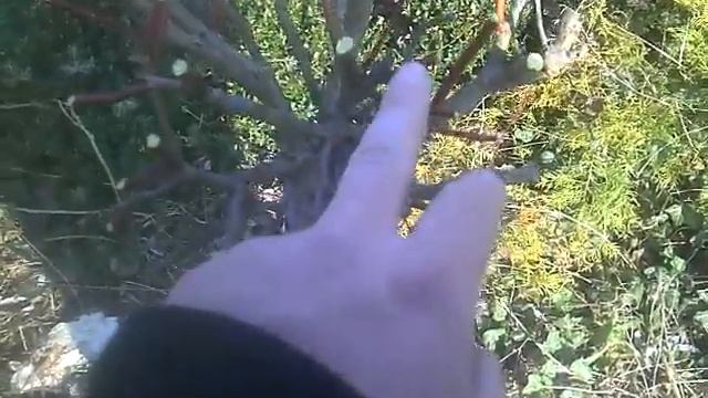 Cięcie wierzby hakuro nishiki, japońskiej, salix integra смотреть онлайн