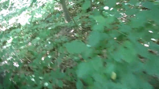 Земляника в Краснодарских лесах! Целые поляны земляники! Белые грибы и подосиновики в июне! смотреть онлайн