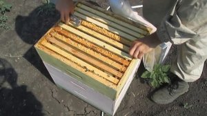 Опыление участков гибридизации подсолнечника. Да или нет?