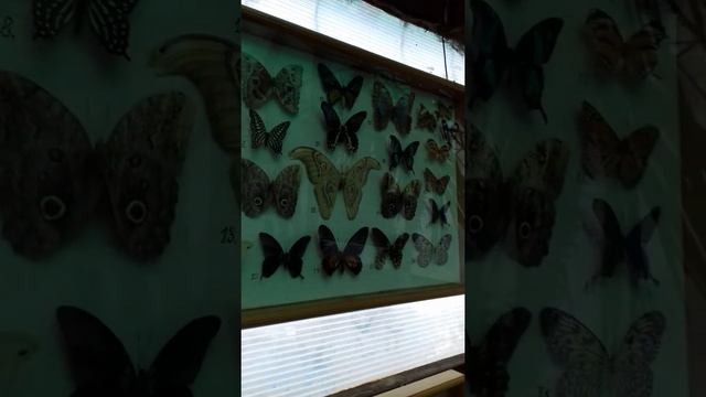 Город счастья музей бабочек смотреть онлайн