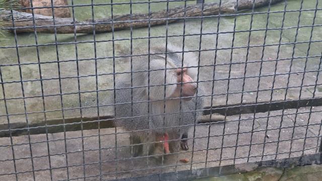 Этот деликатес Джоннику зашел на ура) Тайган смотреть онлайн