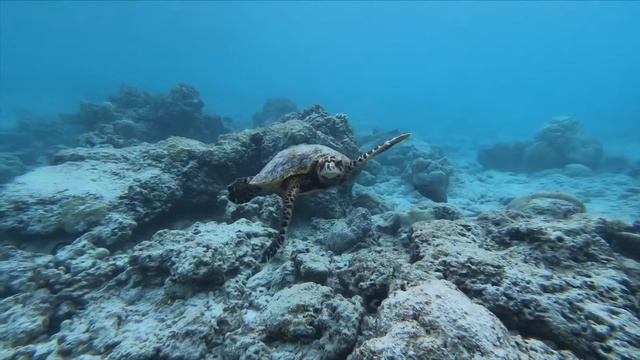 Maldivers Diving Centre // April 2020 // Baa Atoll, Maldives смотреть онлайн