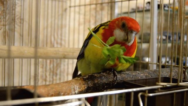 Розелла кушает петрушку | Попугай | Rosella Parrot