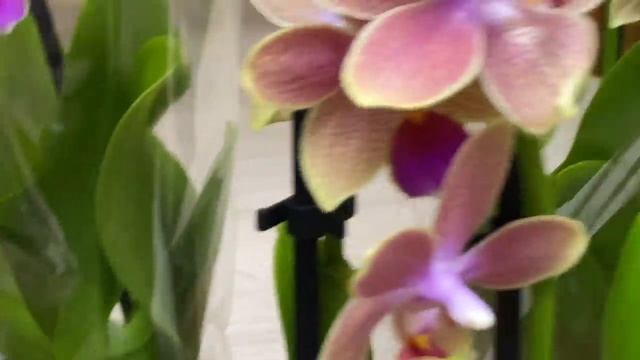 Поступление редких сортовых орхидей в Экофлору. Лиодоро, Стюартиана, Сого Релекс, Пафы, цимбы ... смотреть онлайн