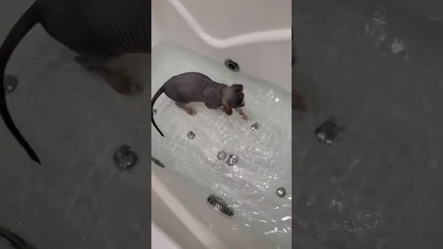 Как мыть сфинкса/эльфа смотреть онлайн