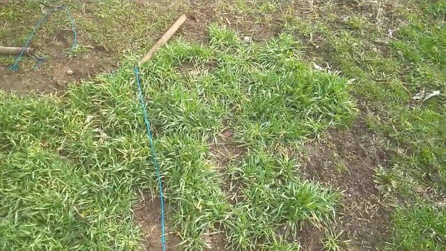 Эксперимент КАС на озимый ячмень смотреть онлайн