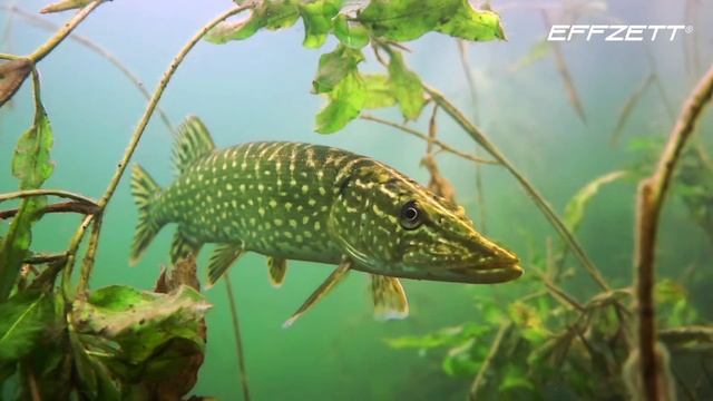 Приманка EFFZETT Eisvogel (Зимородок) смотреть онлайн