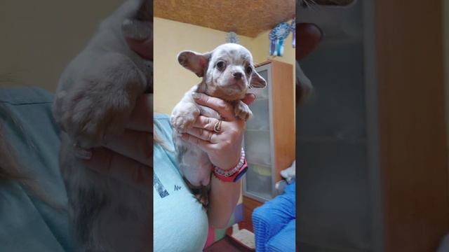 Олимпиада ЗАРЕЗЕРВИРОВАНА для Маргариты питомник чихуахуа Кастропуло Крым смотреть онлайн