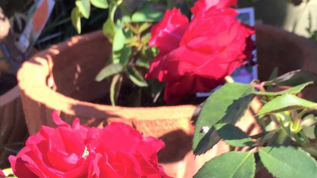 Red Rose & my veggie garden смотреть онлайн