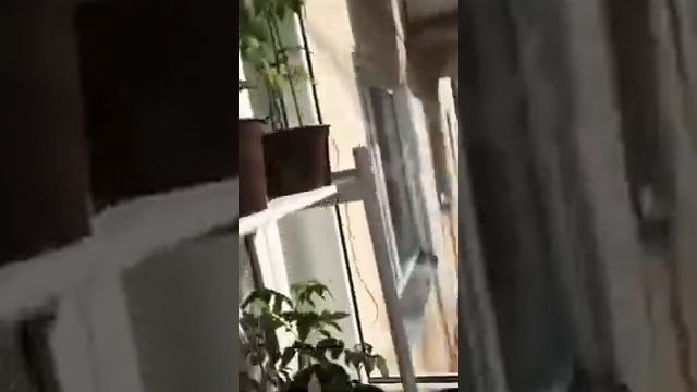Огород на балконе! смотреть онлайн
