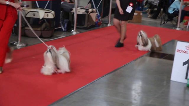 моно ранг ПК эксперт Мищенко Елена (Липецк) 15.04 18 смотреть онлайн