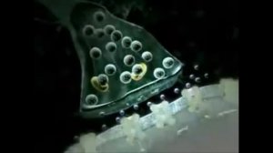 Нервные системы  Типы нервной системы