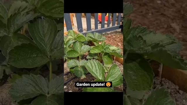 Our dandy life garden '22 update #2 смотреть онлайн