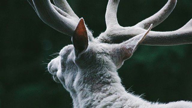 Маргинал: Есть ли язык у животных. Язык и мозг смотреть онлайн