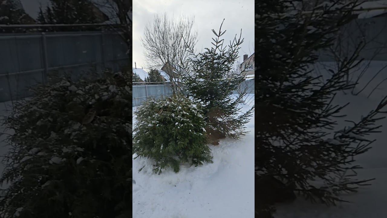 Зима, воробушки смотреть онлайн