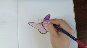 Как нарисовать бабочку цветными карандашами ?