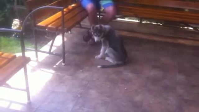 Хаски Грей 3 месяца. Команда "нельзя-можно" смотреть онлайн