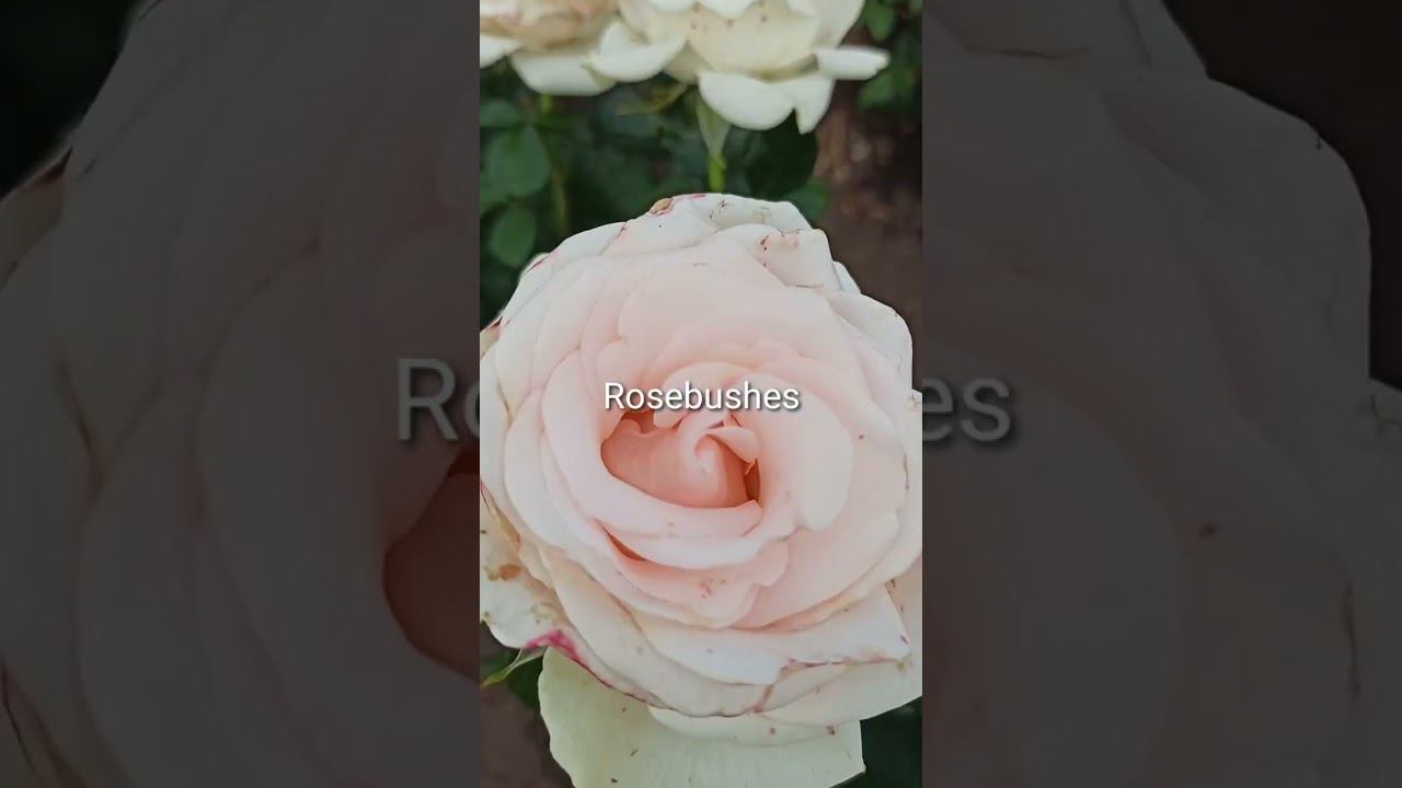 Океан Клэр смотреть онлайн