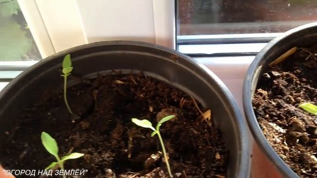 ОГУРЦЫ ? И ТОМАТЫ ?НА ПОДОКОННИКЕ В ГОРШКАХ/НАЧИНАЕМ ЗИМНИЙ ❄ ПОСЕВНОЙ СЕЗОН. смотреть онлайн
