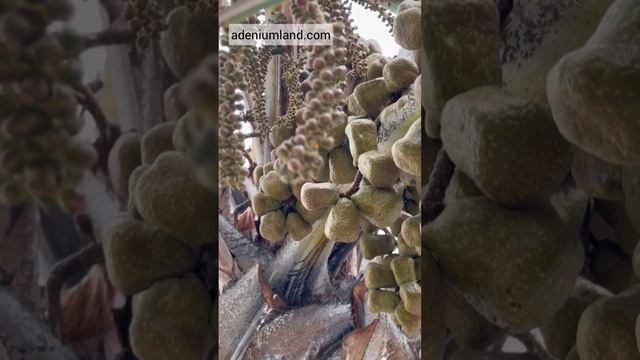 Гифена кожистая в Таиланде смотреть онлайн