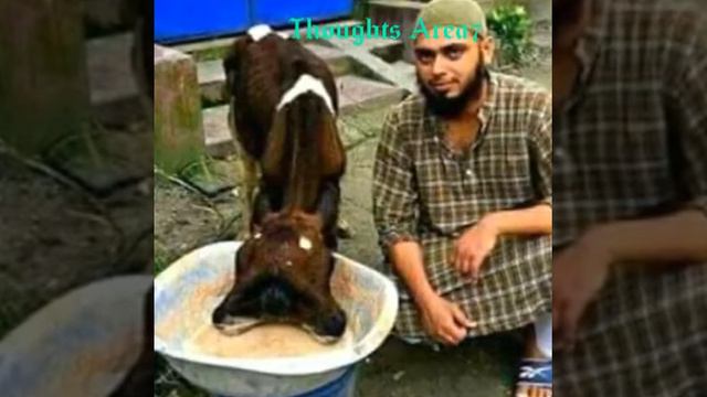 Bashir mohammad. смотреть онлайн