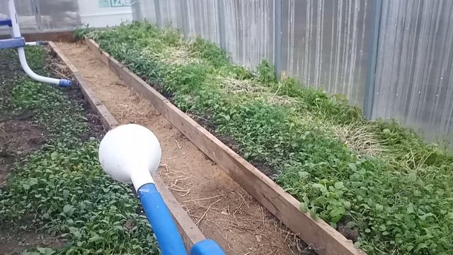 ?Уход за черенками роз при осеннем черенковании.Полив. смотреть онлайн