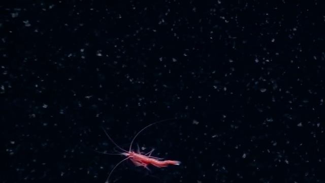 Spectacular Swimming Shrimp | Nautilus Live