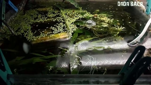 МОЙ ВСПОМОГАТЕЛЬНЫЙ АКВАРИУМ С РЫБКАМИ, КРЕВЕТКАМИ, РАКАМИ И РАСТЕНИЯМИ НА 35 ЛИТРОВ! смотреть онлайн