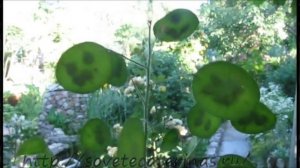 Лунария, замечательный сухоцвет!