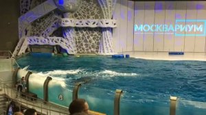 Открытая тренировка косаток в Москвариуме
