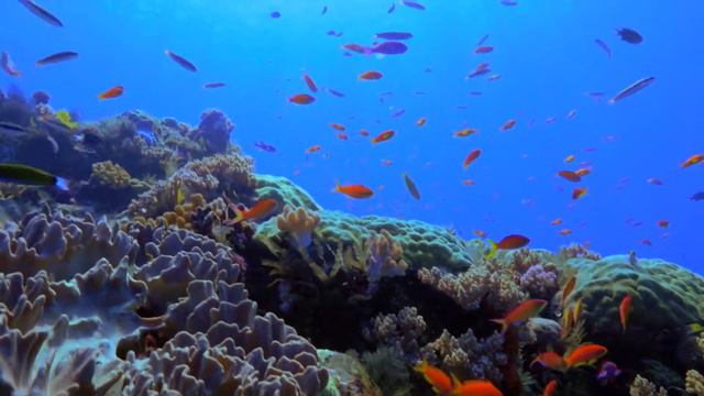 Outer Great Barrier Reef Promotional Video смотреть онлайн