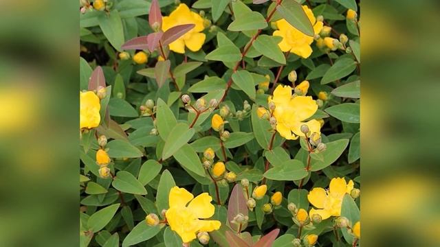 Зверобой раскидистый Хидкот Hidcote смотреть онлайн