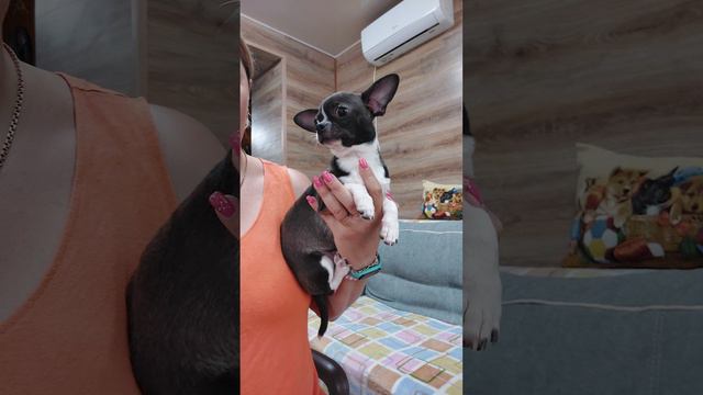 Леви Купидонович 5 м. ПРОДАЖА чихуахуа питомник Кастропуло Крым+79787458062 Viber WhatsApp Telegram