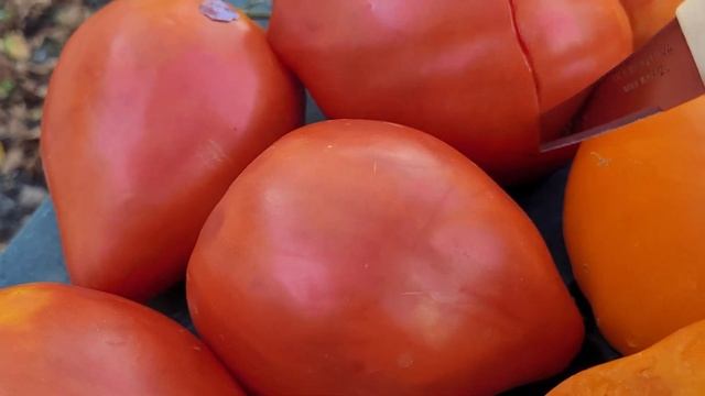 Обзор сортов томатов в разрезе.Красивые и очень вкусные сорта. смотреть онлайн